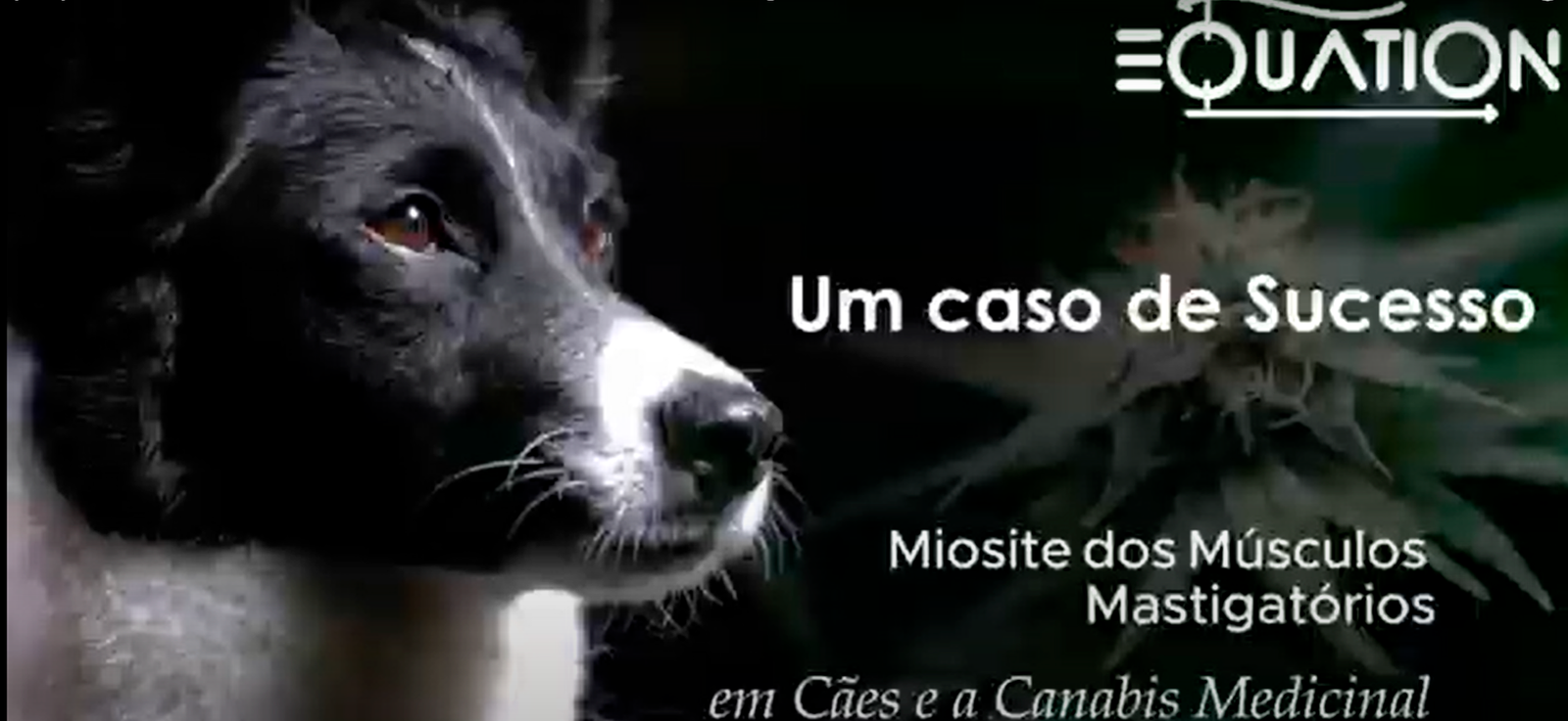 Miosite dos Músculos Mastigatórios em Cães e o Cannabis: Um Caso de Sucesso