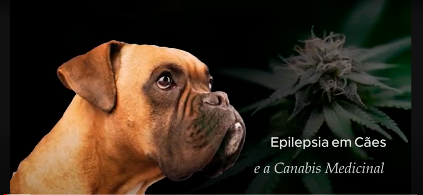 Epilepsia em Cães e a Cannabis: Um caso de Sucesso